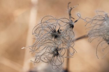 Clematis, kışın yaşlı adamın sakalı.