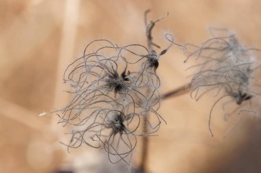 Clematis, kışın yaşlı adamın sakalı.