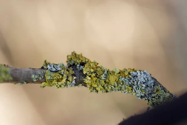 stock image Lichen Xanthoria parietina in close view on dead branch