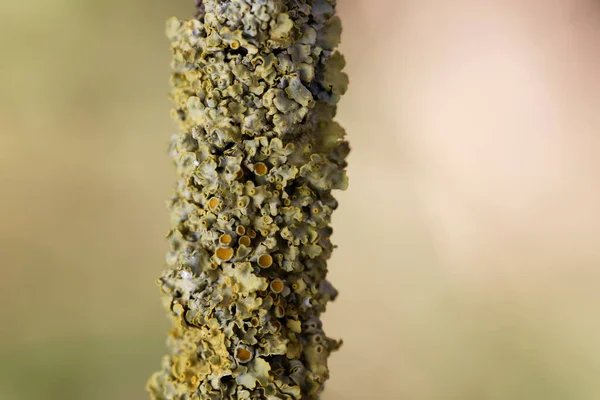 Lichen Xanthoria Parietina Vista Perto Ramo Morto — Fotografia de Stock