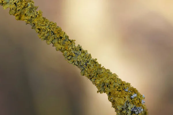 Lichen Xanthoria Parietina Непосредственной Близости Мёртвой Ветки — стоковое фото