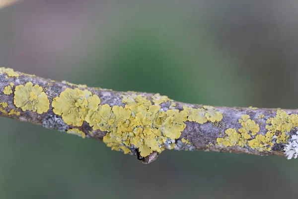 stock image Lichen Xanthoria parietina in close view on dead branch