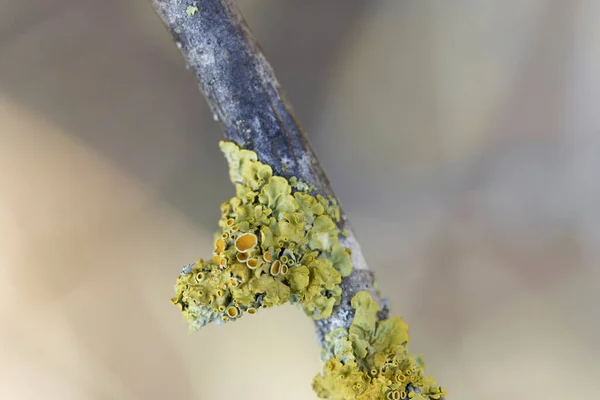 stock image Lichen Xanthoria parietina in close view on dead branch