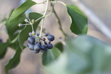 Hedera sarmaşık böğürtlenleri ilkbaharın başlarında yakın görüşte