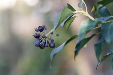 Hedera sarmaşık böğürtlenleri ilkbaharın başlarında yakın görüşte