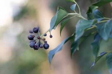 Hedera sarmaşık böğürtlenleri ilkbaharın başlarında yakın görüşte