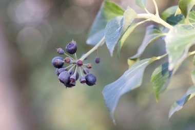 Hedera sarmaşık böğürtlenleri ilkbaharın başlarında yakın görüşte