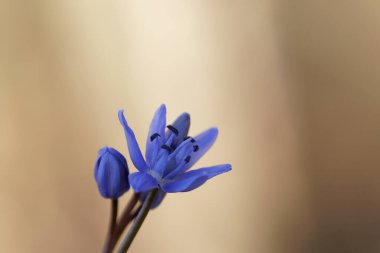 İlkbaharın başlarında Alsace 'de bifolia alp ciyaklaması.