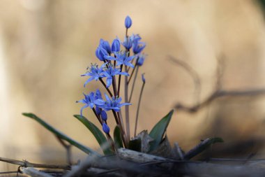 İlkbaharın başlarında Alsace 'de bifolia alp ciyaklaması.