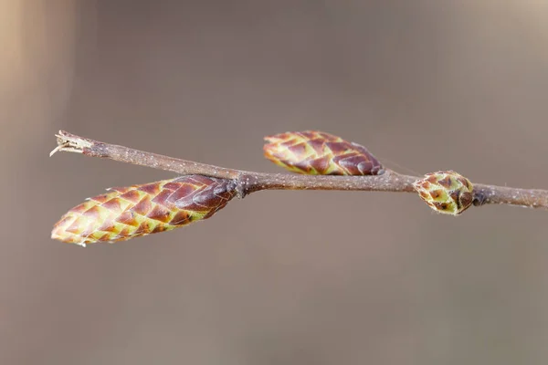 早春のビューでブナの芽ファグスシルヴァティカ — ストック写真
