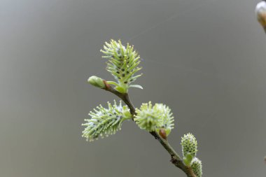 Mart başında Söğüt ya da Fındık Catkins