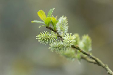 Mart başında Söğüt ya da Fındık Catkins