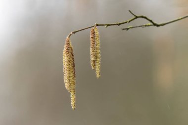 Mart başında Söğüt ya da Fındık Catkins