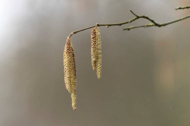 Mart başında Söğüt ya da Fındık Catkins