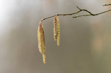 Mart başında Söğüt ya da Fındık Catkins