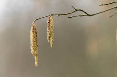 Mart başında Söğüt ya da Fındık Catkins