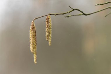 Mart başında Söğüt ya da Fındık Catkins