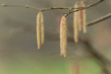Mart başında Söğüt ya da Fındık Catkins