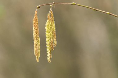 Mart başında Söğüt ya da Fındık Catkins