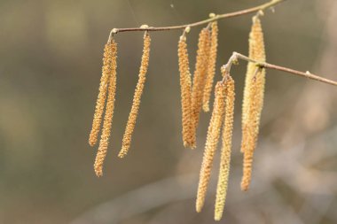 Mart başında Söğüt ya da Fındık Catkins