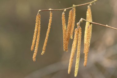 Mart başında Söğüt ya da Fındık Catkins