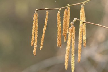 Mart başında Söğüt ya da Fındık Catkins