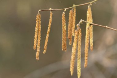 Mart başında Söğüt ya da Fındık Catkins