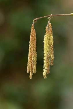 Mart başında Söğüt ya da Fındık Catkins