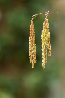 Mart başında Söğüt ya da Fındık Catkins