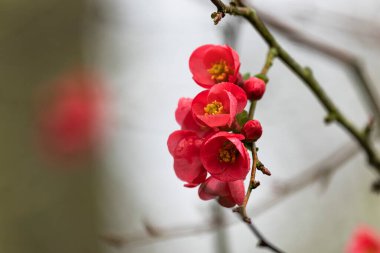 Japon süs çiçeği Quince Chaenomeles japonica yakın görüşte