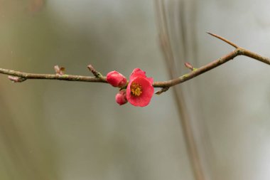 Japon süs çiçeği Quince Chaenomeles japonica yakın görüşte