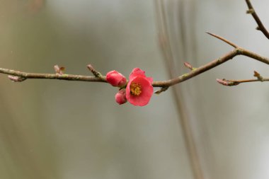 Japon süs çiçeği Quince Chaenomeles japonica yakın görüşte