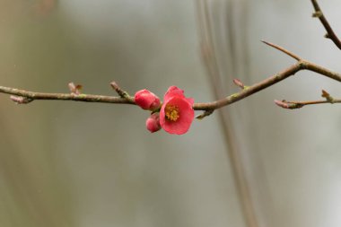 Japon süs çiçeği Quince Chaenomeles japonica yakın görüşte