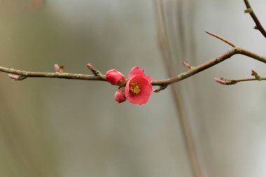 Japon süs çiçeği Quince Chaenomeles japonica yakın görüşte