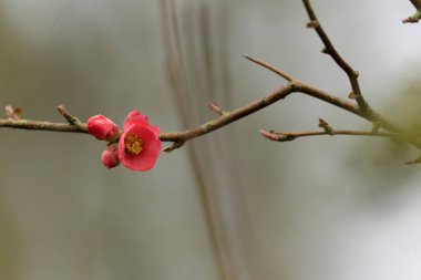 Japon süs çiçeği Quince Chaenomeles japonica yakın görüşte
