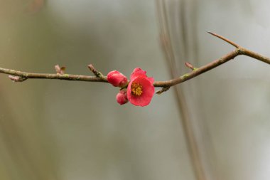 Japon süs çiçeği Quince Chaenomeles japonica yakın görüşte