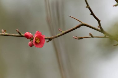 Japon süs çiçeği Quince Chaenomeles japonica yakın görüşte