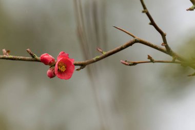 Japon süs çiçeği Quince Chaenomeles japonica yakın görüşte