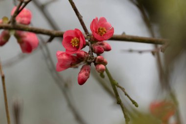 Japon süs çiçeği Quince Chaenomeles japonica yakın görüşte