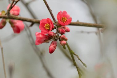 Japon süs çiçeği Quince Chaenomeles japonica yakın görüşte