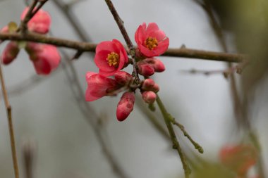 Japon süs çiçeği Quince Chaenomeles japonica yakın görüşte