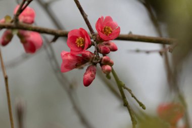 Japon süs çiçeği Quince Chaenomeles japonica yakın görüşte