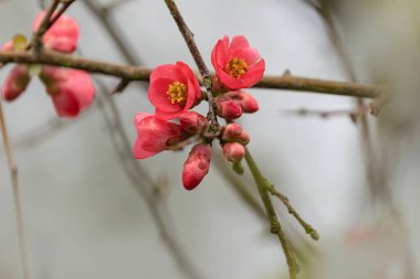 Japon süs çiçeği Quince Chaenomeles japonica yakın görüşte