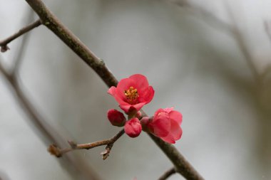 Japon süs çiçeği Quince Chaenomeles japonica yakın görüşte