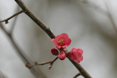 Japon süs çiçeği Quince Chaenomeles japonica yakın görüşte