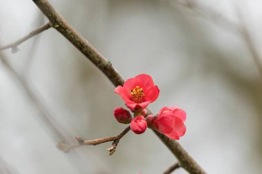 Japon süs çiçeği Quince Chaenomeles japonica yakın görüşte