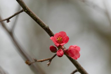Japon süs çiçeği Quince Chaenomeles japonica yakın görüşte