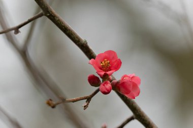 Japon süs çiçeği Quince Chaenomeles japonica yakın görüşte