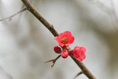 Japon süs çiçeği Quince Chaenomeles japonica yakın görüşte