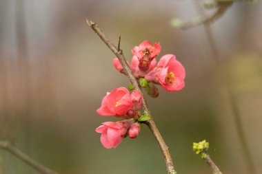 Japon süs çiçeği Quince Chaenomeles japonica yakın görüşte